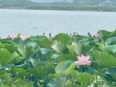 -湖畔居茶楼(湖滨店)