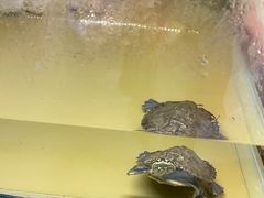 -上海大自然野生昆虫馆(东方明珠·爬宠昆虫探索中心)