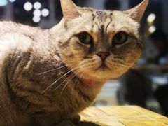 -小时光咖啡馆(开森度假森林店)