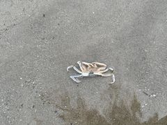 -南汇新城海滩