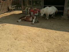 -川外川(星海店)