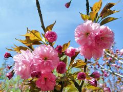 -长白岛森林公园