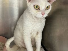 -达爱动物医院·犬猫分区·CT·复杂眼科(远洋山水分院)
