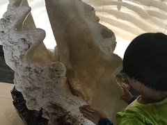 -青岛贝壳博物馆