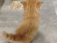 -楼上猫咖(罗湖店)