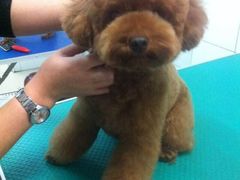 -中农大我爱我爱24h动物医院·中医针灸·猫专科·骨科医疗中心(双井店)