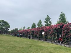 -广富林郊野公园
