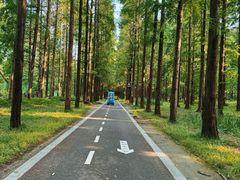 -黄海国家森林公园