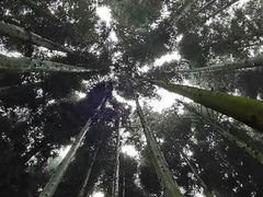 -武陵山森林公园