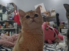 -四月宠物医院·猫专科·心脏专科·内科(转塘店)