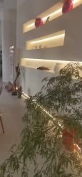 -紫琪尔·胸部养护护理