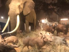 -贝林大翅鲸简餐厅(国家海洋博物馆店)