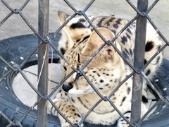 -大连森林动物园