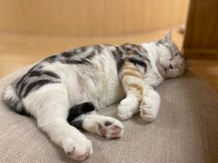 -猫和宫(六道口店)