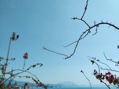 -杨梅坑