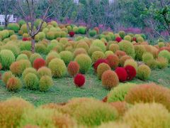-花开海上生态园