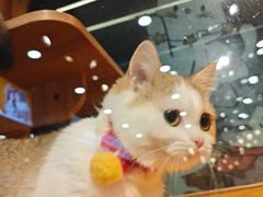 -欣宠猫屋·矮脚拿破仑·蓝金金渐层