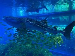 -成都浩海立方海洋公园