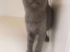 -lincat·猫舍(广州店)