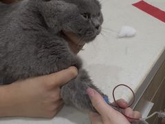 -佩兹宠物医院肿瘤专科·眼科·牙科(黄浦店)