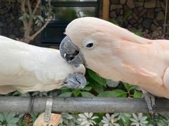 -南宫五洲植物乐园