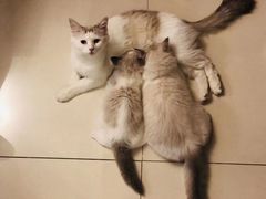 -猫咪咖啡店(新城大街店)