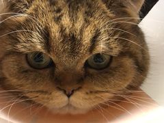 -纳吉亚猫专科动物诊疗中心(蒋宅口分院)