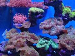 -上海海昌海洋公园