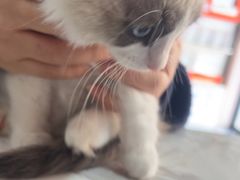 -瑞派名望志远动物医院·猫科·內科·异宠专科(直港大道店)