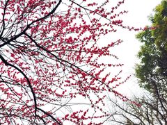 -杭州植物园