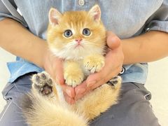 -lincat·猫舍(广州店)