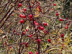 -天山天池风景区-西王母祖庙
