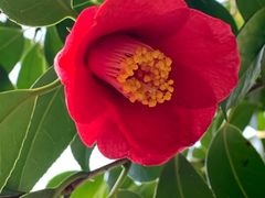 景点-汉拿树木园