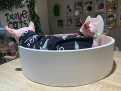 -藏猫猫咖啡主题馆(中央大道店)