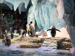 -帝企鹅自助餐厅•儿童岛•真企鹅(长隆企鹅酒店)