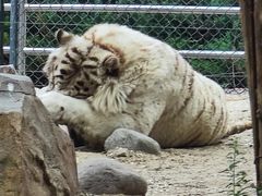 -北京野生动物园