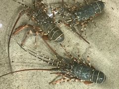 -班赞海鲜市场