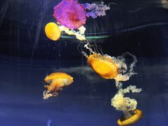 -重庆欢乐海底世界