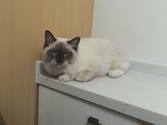 -瑞派·关忠动物医院·猫专科·犬专科(三环新城店)