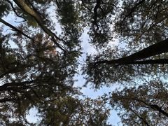 -上海共青森林公园