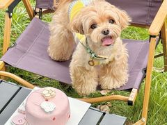 -J Create城市露营咖啡·简餐·宠物(上海动物园店)