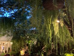 -Fern Forest Cafe