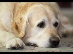 -太原东方动物医院(小店分院)