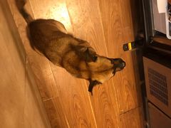 -小团圆糖水铺(襄阳南路店)