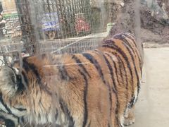 -栾川竹海野生动物园