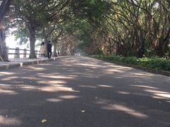 -大湾区中央湿地公园