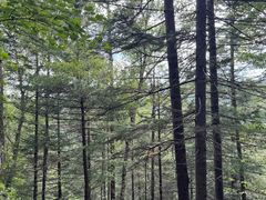 -汤旺河林海奇石景区