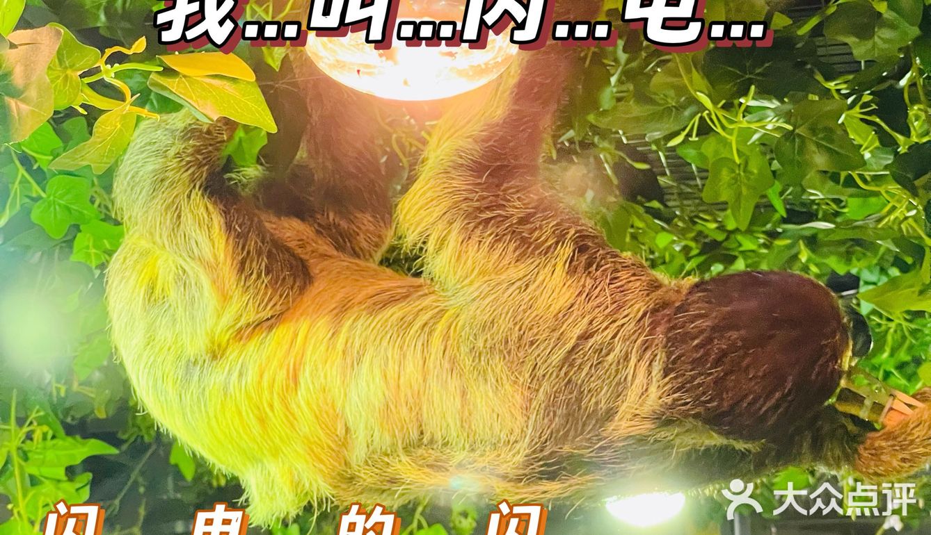 小草探店の沉浸式撸宠体验