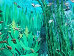 -上海海洋水族馆