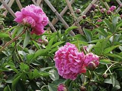 -黑龙江省森林植物园